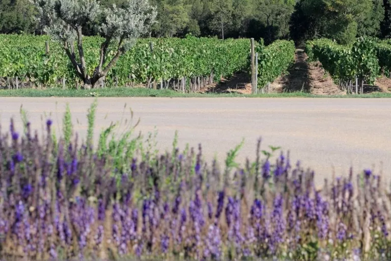 Illustration of Voie d&#039;accès domaine viticole, Var (83)