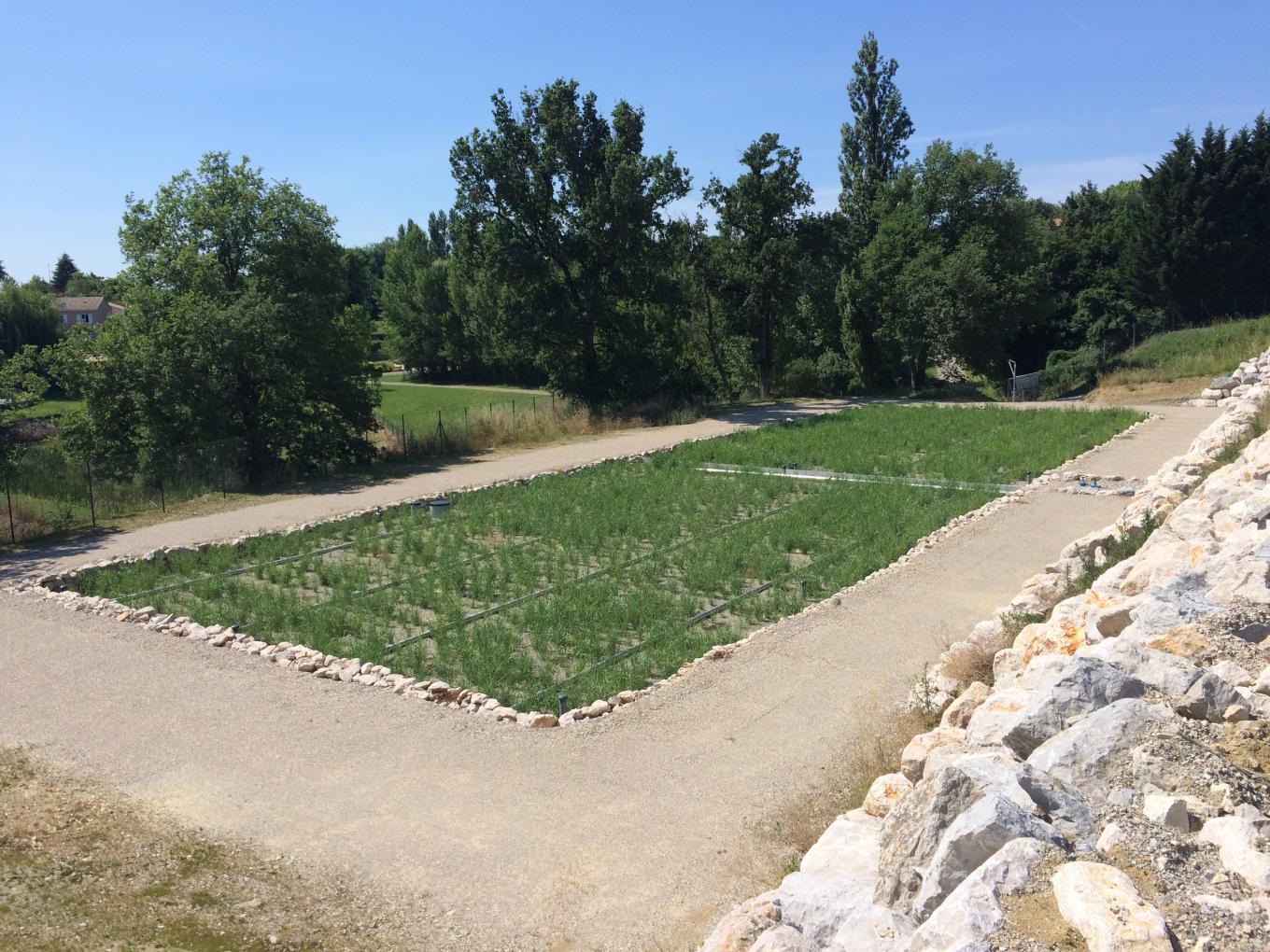 station-epuration-filtres-roseaux-plantes-ariege